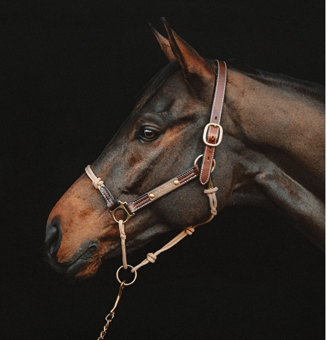 Custom Horse Halter Name Plate Brass Halter Name Tag Etsy