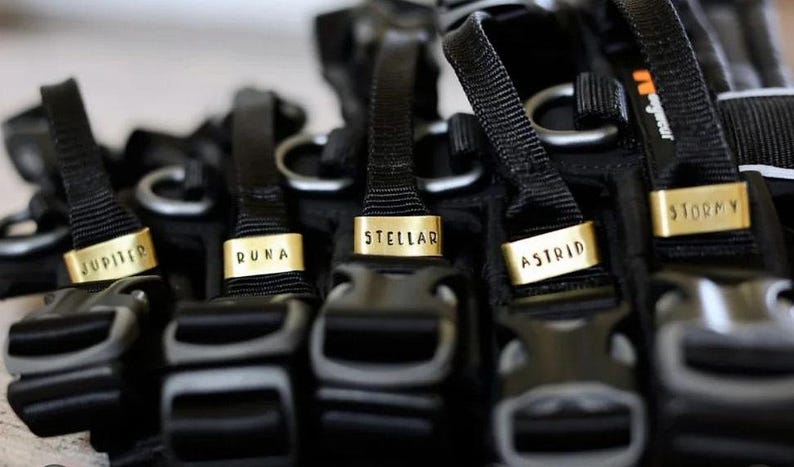 May include: Close-up of several black dog harnesses with gold name tags. The tags are engraved with names like "Jupiter," "Duna," "Stellar," "Astrid," and "Stormy." The harnesses have black straps and buckles.