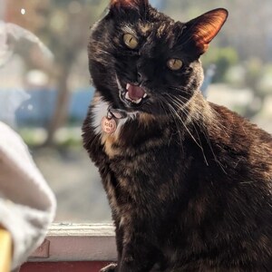 May include: A black and brown tabby cat with green eyes is sitting on a red surface. The cat is wearing a pink collar with a copper tag that says "Lola".