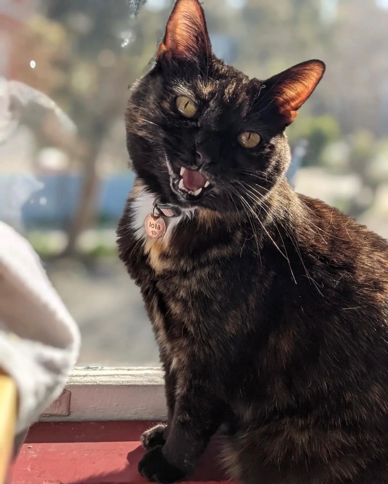 May include: A black and brown tabby cat with green eyes is sitting on a red surface. The cat is wearing a pink collar with a copper tag that says "Lola".