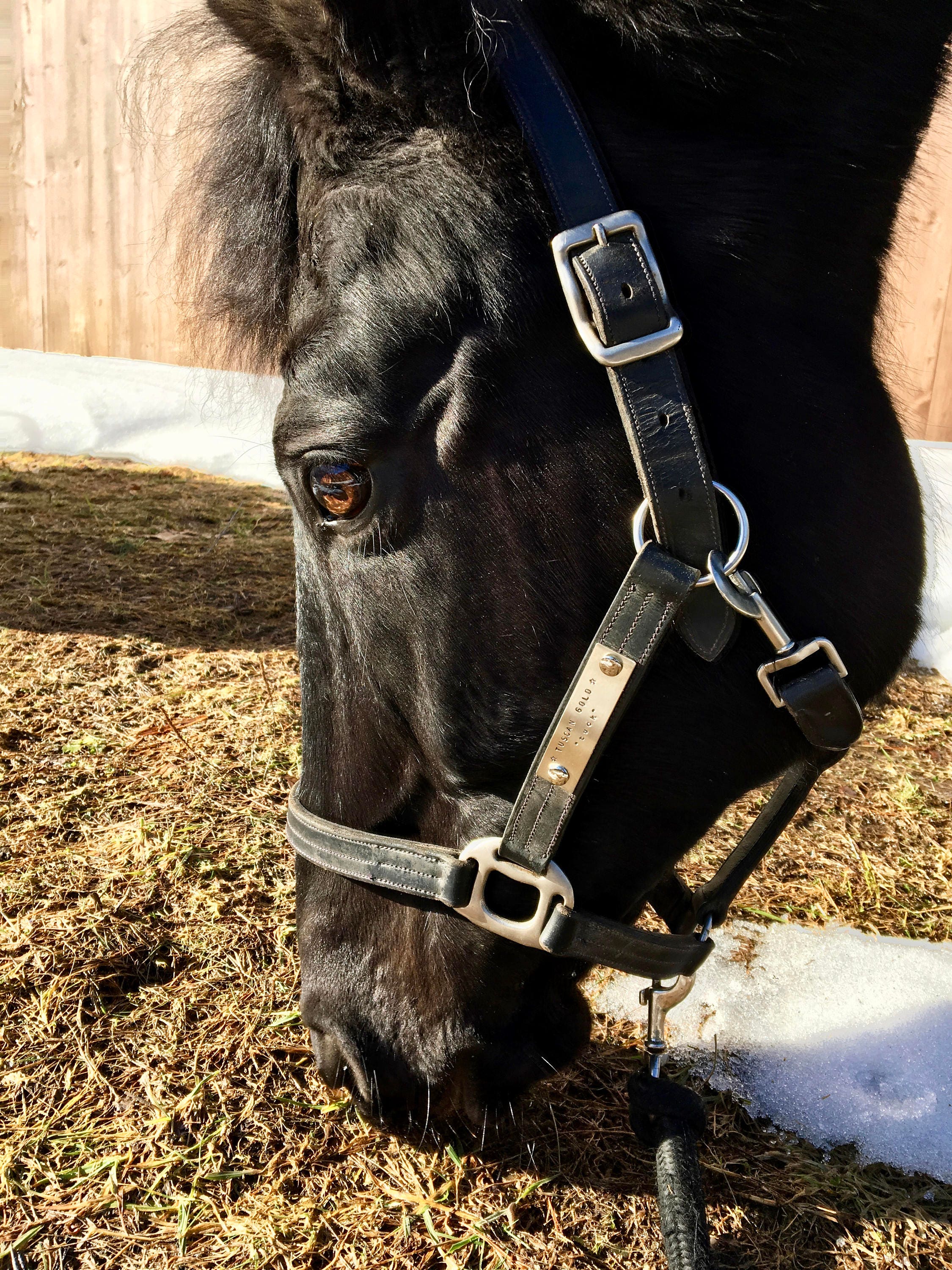 Personalized Horse Halter Nameplate – Custom Brass ID Tag, Equestrian Gift, Saddle Plate