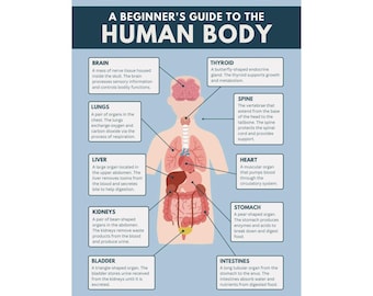 Anatomía y arte: póster educativo del cuerpo humano para estudiantes apasionados y amantes de la ciencia | Decoración de pared mate vibrante