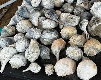 Shells, Welk Shells, Chincoteague Shells