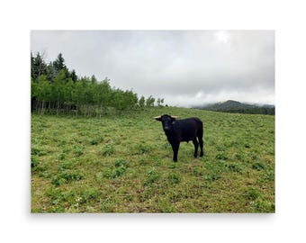 Black Steer in Mountain Pasture – Western Landscape Poster, Rustic Wall Art Print, Country Decor