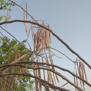 Moringa Seeds, Drumstick Tree, Moringa oleifera, White Local Pakistani Variety