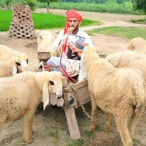 Videosaludos personalizados desde Pakistán con ovejas: divertidos deseos personalizados para cumpleaños y más, entrega rápida