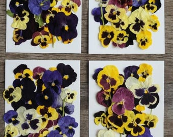 Edible dried pansies batch 200