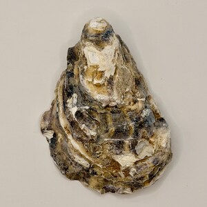 Puede incluir: Una concha de ostra individual con una textura rugosa e irregular en forma de l&aacute;grima. El exterior muestra una paleta de colores moteados en crema, beige, marr&oacute;n oscuro y gris carb&oacute;n, con crestas dentadas superpuestas y un aspecto desgastado.