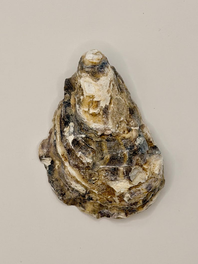 Puede incluir: Una concha de ostra individual con una textura rugosa e irregular en forma de l&aacute;grima. El exterior muestra una paleta de colores moteados en crema, beige, marr&oacute;n oscuro y gris carb&oacute;n, con crestas dentadas superpuestas y un aspecto desgastado.