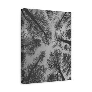 Waldblick nach oben – Minimalistischer Baumdruck in Schwarz-Weiß – Naturposter aus mattem Papier – Museumsqualität für ruhige Innenräume
