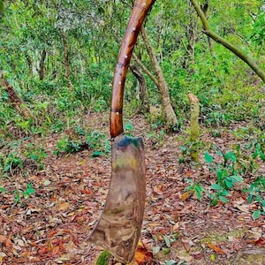 May include: A large, curved cleaver with a polished metal blade and a dark wooden handle. The handle is curved and has decorative rivets. The cleaver is embedded in a mossy tree stump, set against a backdrop of a forest floor.