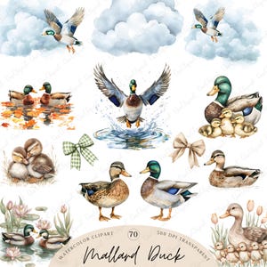 May include: Watercolor clipart featuring various mallard duck illustrations. The collection includes ducks in flight, swimming, and with ducklings. The color palette includes shades of blue, green, brown, and white. The text "Mallard Duck" is at the bottom.