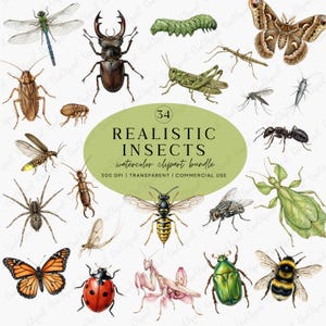Puede incluir: Un conjunto de imágenes prediseñadas de acuarela con 34 ilustraciones realistas de insectos. Los insectos incluyen una libélula, un escarabajo, una oruga, una mariposa, un saltamontes y más. Incluye el texto "REALISTIC INSECTS watercolor clipart bundle".