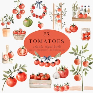 Op de afbeelding: Watercolor clipart bundel met verschillende illustraties van tomaten. De afbeelding bevat tomaten aan de wijnstok, in een mand en in een houten kist. Een tomatenkrans en een pot tomaten zijn ook afgebeeld. De tekst luidt "Tomatoes watercolor clipart bundle".