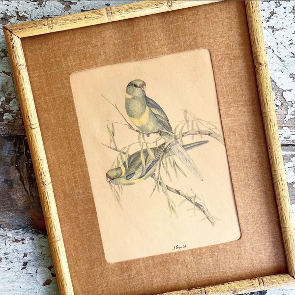 Vintage Bird Print J Gould 1800s Naturalist Artist Original 1930s Reproduction Art Print Bamboo Frame No Glass