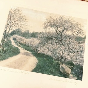 May include: A vintage photograph of a winding dirt road through a landscape of blossoming trees. The trees are covered in white flowers, and the road is flanked by green grass. The sky is overcast, and the overall tone is soft and nostalgic.