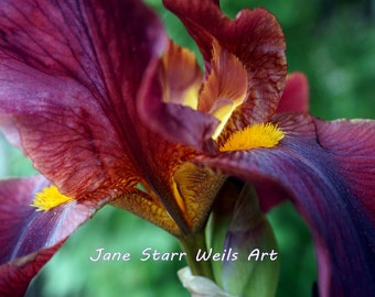 Iris, photograph by Jane Starr Weils