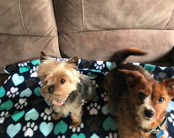 Puede incluir: Dos perros pequeños, un perro marrón y blanco y un perro marrón y negro, están tumbados en una manta azul y blanca con un patrón de corazón y huella de pata.
