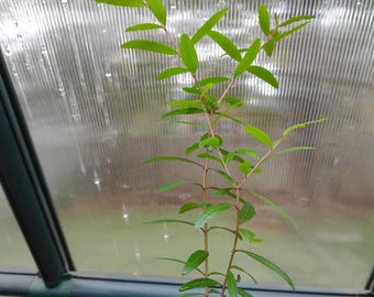 Albero di melograno da 6" a 8"