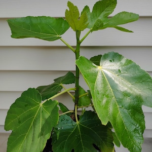 Fig tree, Organic, Brown Turkey 15&quot; to 18&quot; inches tall.