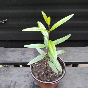Pomegranate tree 3&quot; to 5&quot;