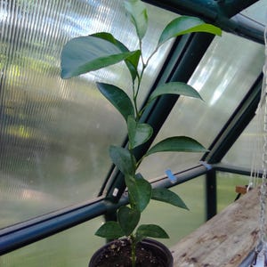 Agrume, citron Meyer fabriqué par mes soins à partir de graines biologiques.
