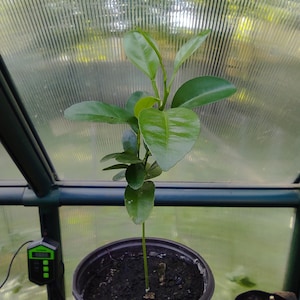 L&#39;orange calamondine, ou citron des Philippines, est un hybride d&#39;agrumes cultivé principalement aux Philippines.