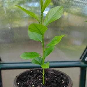 Lemon tree seedling 6&quot; to 8&quot; made by me from organic seeds.