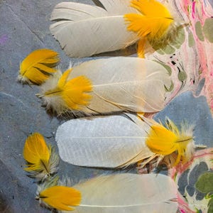 May include: An overhead shot displays several white and gray feathers with vibrant yellow tips. The feathers are arranged on a textured surface, showcasing their delicate structure and color contrast. The image evokes a sense of natural beauty.