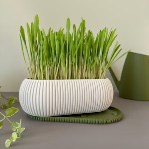 May include: A white, ribbed planter filled with vibrant green grass. The planter sits on a green tray, with a green watering can in the background. The overall aesthetic is clean and modern, suggesting a focus on indoor gardening.