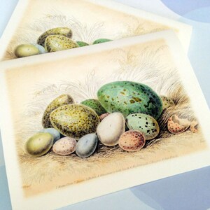 Easter Card, Easter Egg, Vintage Easter Card image 3