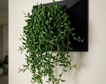 May include: A black, rectangular wall-mounted planter holds a trailing string of pearls succulent. The plant features numerous small, bead-like green leaves on long, cascading stems that drape downward from the dark, geometric container.