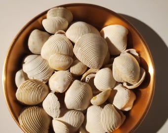Natural Clam Shells - Half Pound