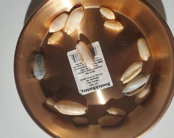 Olive Sea Shells - 1 Ounce