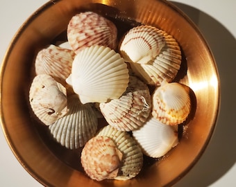 Natural Scallop Sea Shells - 2 Ounces for crafting and jewelry