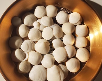 Lucine Sea Shells - 2 Ounces
