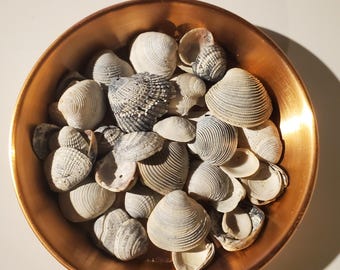 Quarter Pound - Assorted Clam Shells - Emerald Coast