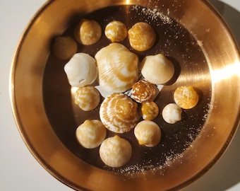 BitterSweet Sea Shells - 1 Ounce - sustainably harvested