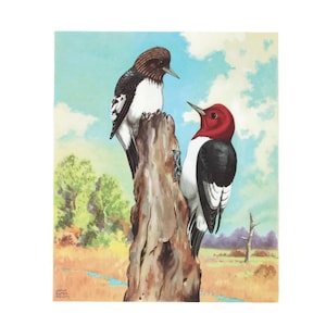 Spechtvogels thuis door Jacob Bates Abbott Lithografie Print Vintage School Science Chart of Poster