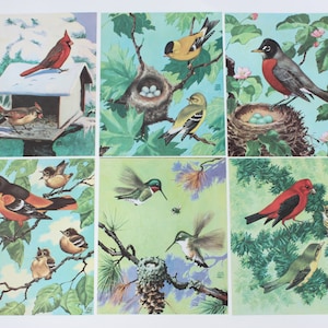 Birds at Home door Jacob Bates Abbott Set van 12 lithografie prints Vintage School Science Chart of Poster