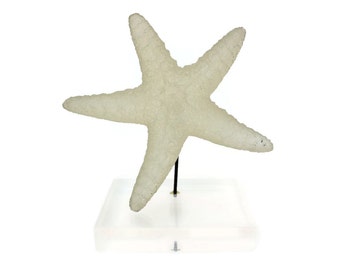 Lucite Starfish on Lucite Base - Vintage Mounted Cast Acrylic Specimen