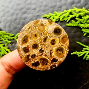 Peut inclure: Une pierre précieuse ronde et polie avec un motif unique de cercles et d'ovales bruns et beiges. La pierre a une surface lisse et brillante. La pierre est un produit naturel. La pierre est tenue par une main.