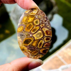 以下が含まれることがあります： 黄色、茶色、ベージュの色合いが特徴的な、ユニークな模様の楕円形の宝石。磨かれた石が指の間に挟まれています。模様は、つながった細胞や有機的な形が連なっているように見えます。