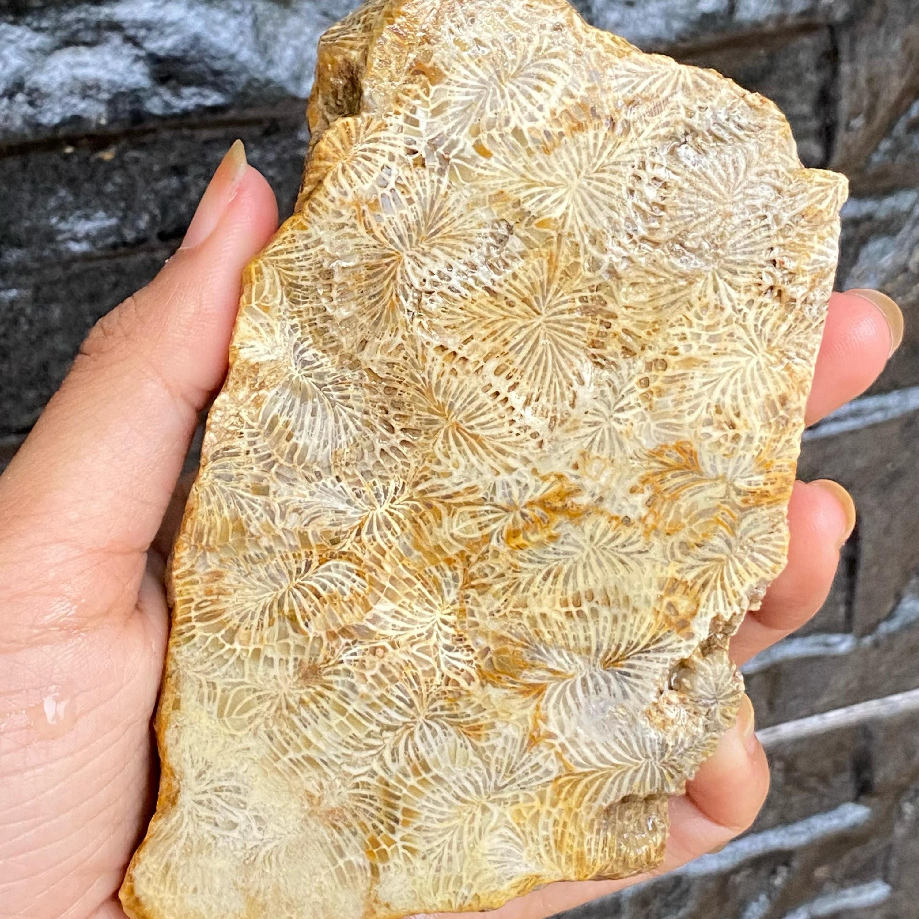 稀少 天然 赤珊瑚 原石 結晶 鉱物標本 パイプオルガン珊瑚 アクアリウム