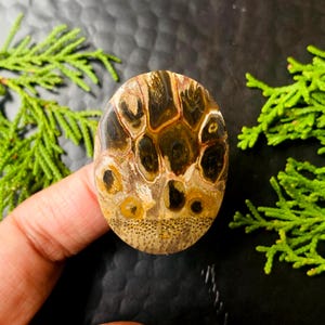 Peut inclure: Pierre précieuse ovale polie, présentant un motif unique de couleurs marron, noir et beige. La surface lisse et brillante de la pierre révèle un motif cellulaire distinctif. La pierre est tenue par une main, avec un fond de feuillage vert.