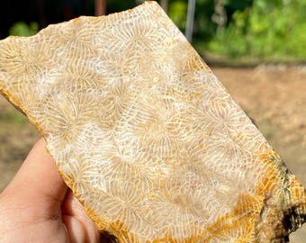 Fossilized Coral Slabs 100 x 60 x12 mm.