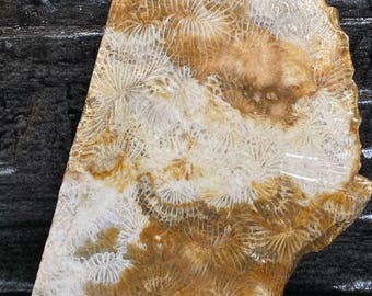 Fossil Coral Slab: Natural Stone Decor (95x80x12mm)