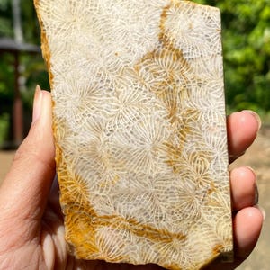 Coral Fossil Rough Stone - Raw Fossil Coral - Natural Gemstone - Loose Stone