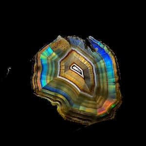 Peut inclure: Une section transversale d'agate polie, révélant des bandes concentriques de couleurs. Le centre est blanc et beige, entouré de couches marron, bleu, vert et d'irisations arc-en-ciel, sur fond noir.