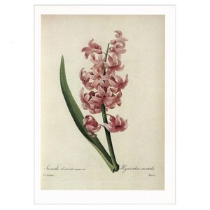 Vintage Redoute Hyacinth Botanical Print &#39;Hyacinthus Orientalis&#39;